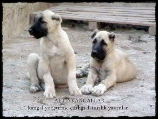  boz kangal yavruları