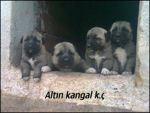  kangal enikleri panterler