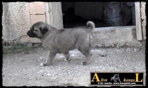  kara kangal yavru satışı