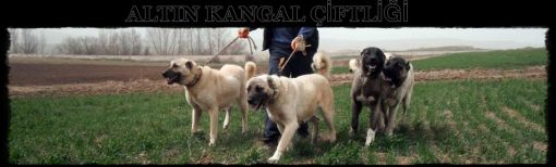  altın kangal aslanları panterler