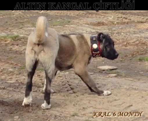  kangal safkan altın kangal çiftliği