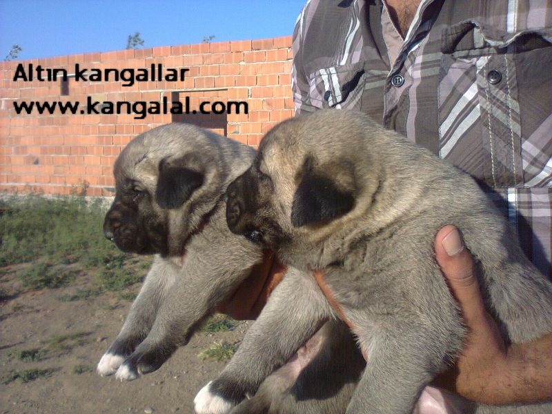 Kangal köpek yavrusu boz