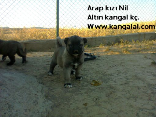  Kangal yavrularının bakımı ve beslenmesi