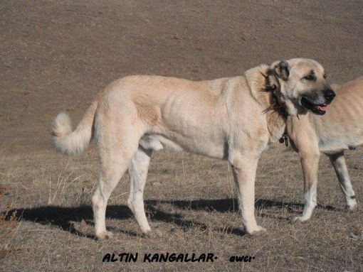 Altın kangal boz köpek avcı